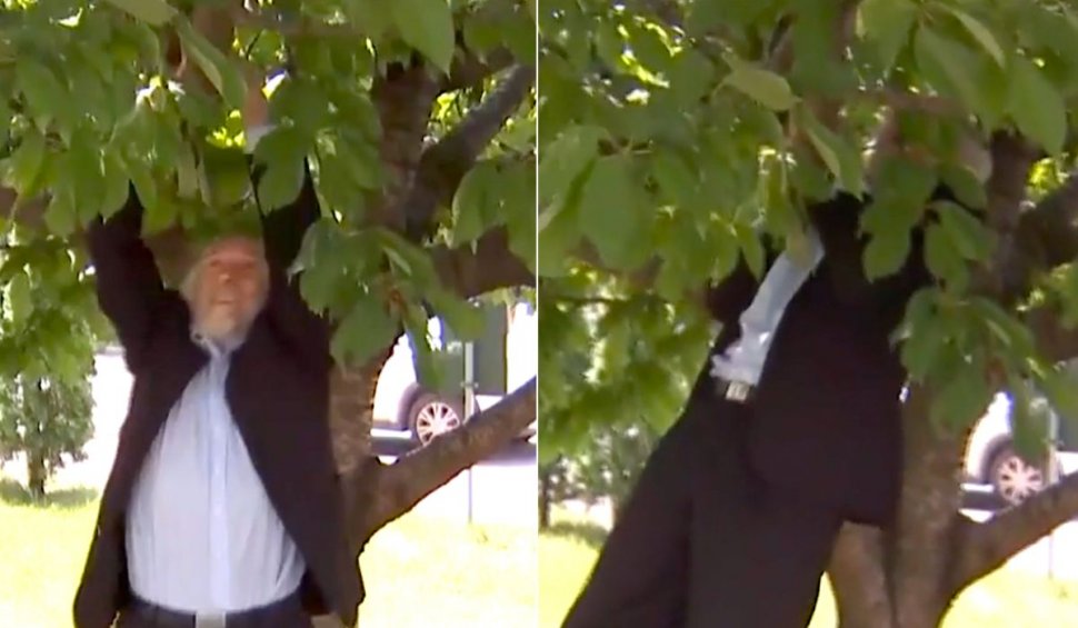 Un senator AUR poftea la cireșe: s-a cățărat în copacul din curtea Parlamentului