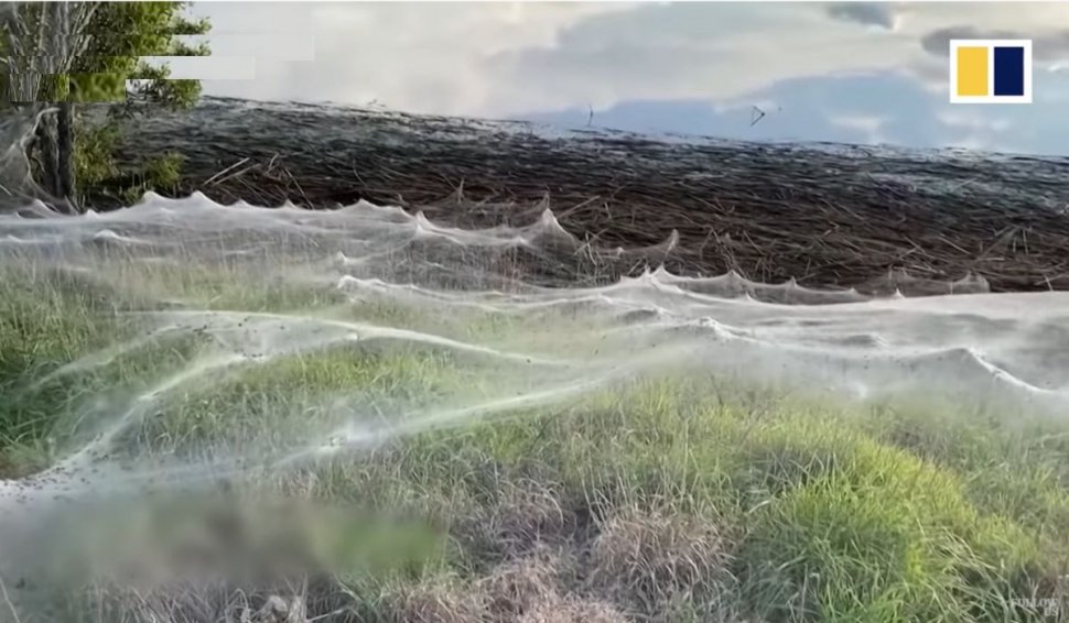 Fenomen rar întâlnit: câmpuri întregi, acoperite de pânza păianjenilor treziţi de ploile abundente