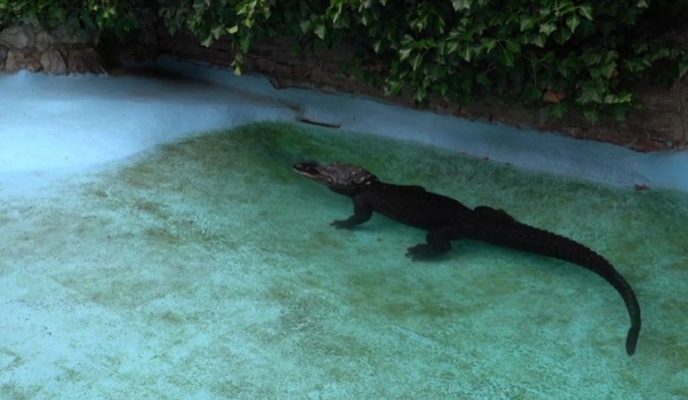 Muja, cel mai bătrân aligator din lume, și-a sărbătorit ziua de naștere. Reptila a rămas în trei membre după ce era să-și piardă viața
