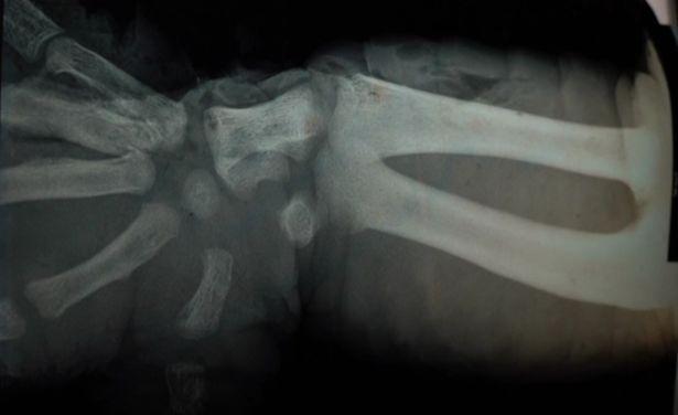 Muja, cel mai bătrân aligator din lume, și-a sărbătorit ziua de naștere. Reptila a rămas în trei membre după ce era să-și piardă viața 712491