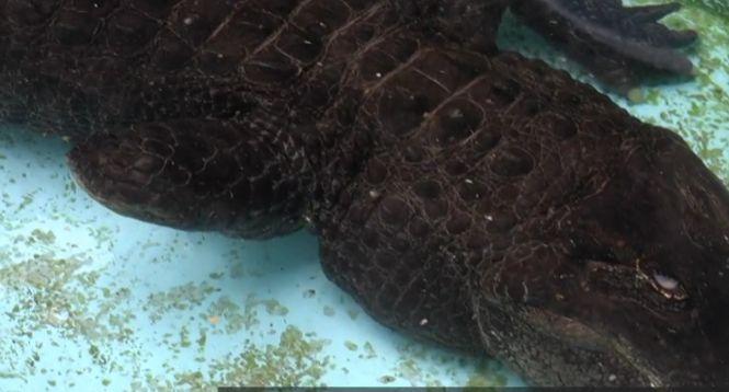 Muja, cel mai bătrân aligator din lume, și-a sărbătorit ziua de naștere. Reptila a rămas în trei membre după ce era să-și piardă viața 712492