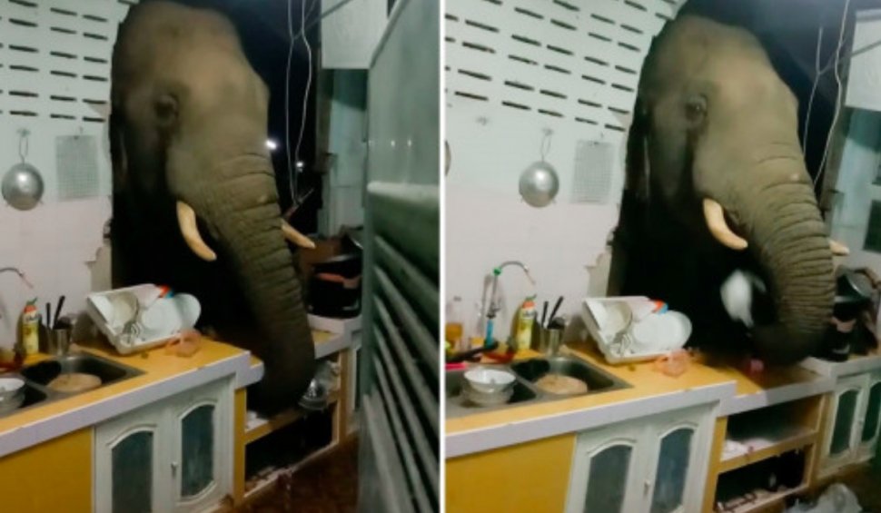 Elefant, suprins când sparge peretele unei case din Thailanda și scotocește cu trompa prin sertare, după mâncare
