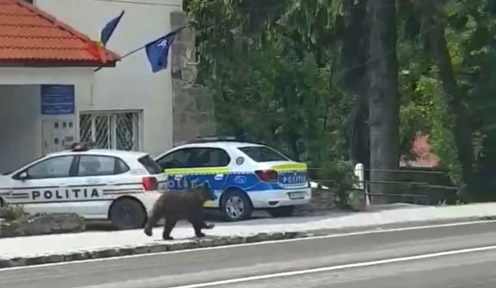 Urs filmat în faţa Poliţiei din Băile Tuşnad: "A venit să depună reclamaţie"