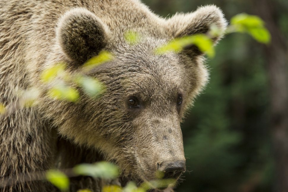 Ministrul Mediului anunță un proiect de lege prin care primăriile vor semna contracte cu asociațiile de vânătoare pentru rezolvarea atacurilor urșilor