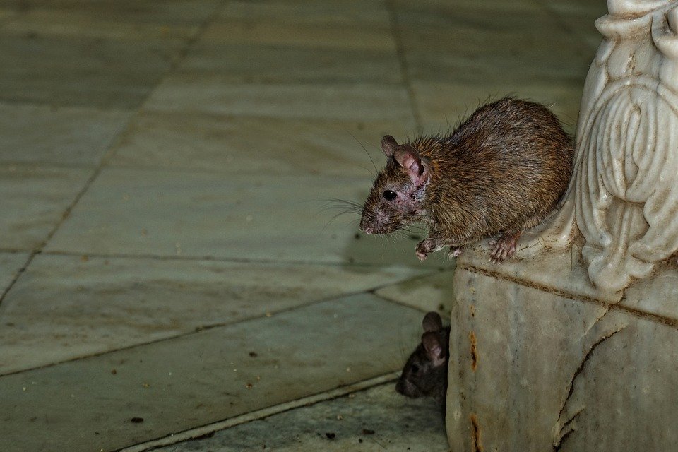 O familie din centrul Bucureștiului s-a trezit cu un șobolan uriaș în pat 