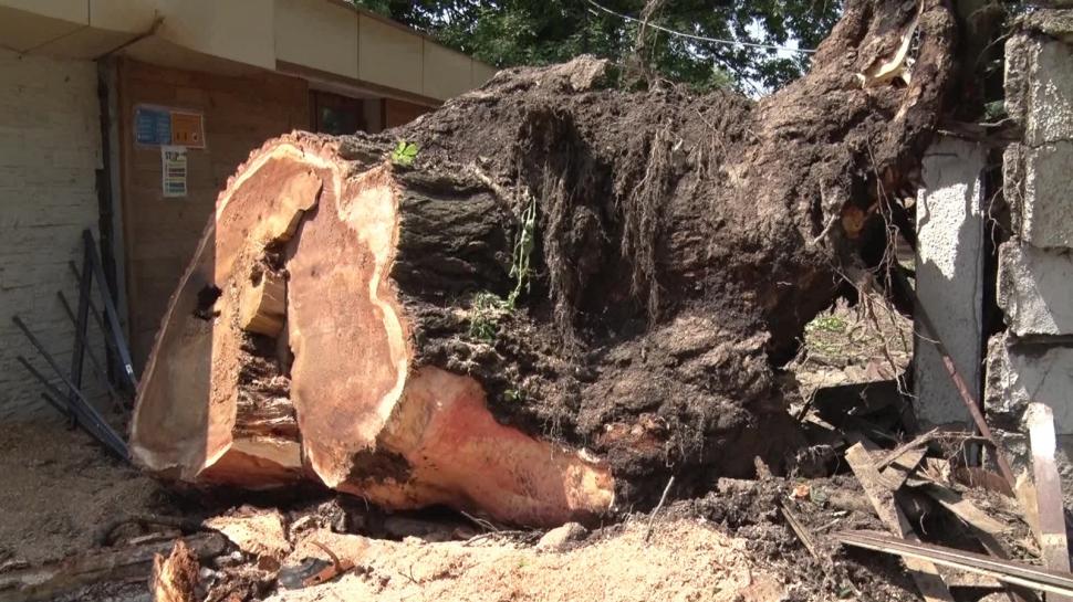 Un gălățean a rămas fără mașină după ce un plop de 20 de metri s-a prăbușit peste ea 713273