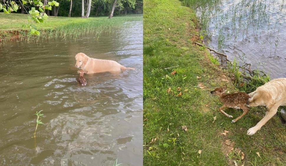 Pui de căprioară, salvat de la înec de un labrador, în SUA