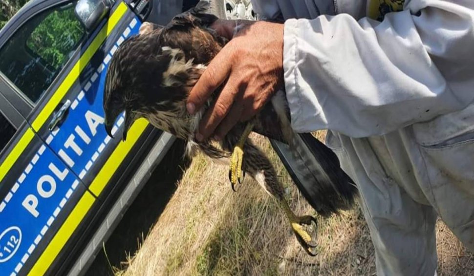 Un uliu din Mehedinți a fost salvat astăzi după ce a fost găsit rănit pe un câmp