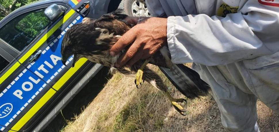 Un uliu din Mehedinți a fost salvat astăzi după ce a fost găsit rănit pe un câmp 713257