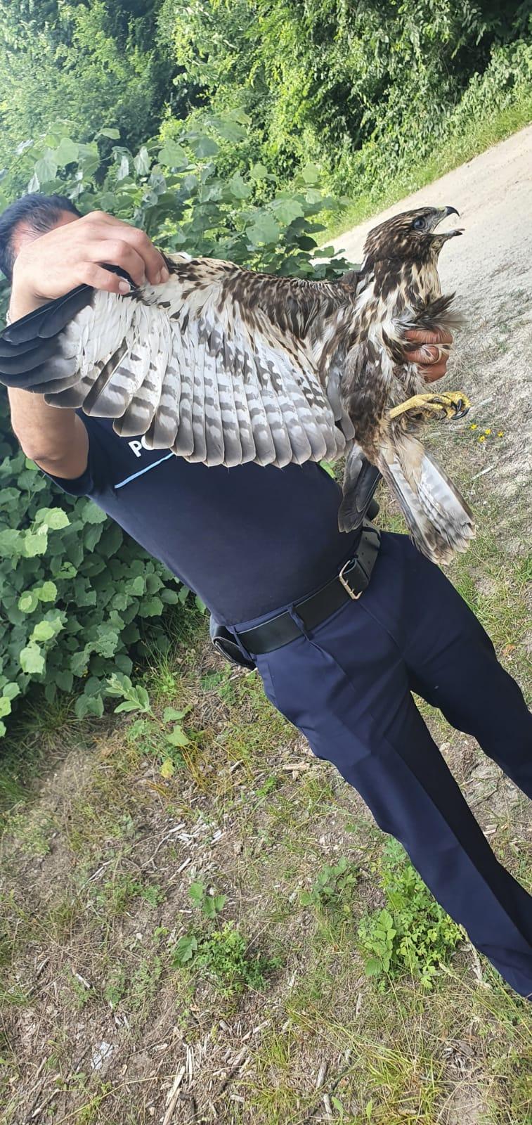 Un uliu din Mehedinți a fost salvat astăzi după ce a fost găsit rănit pe un câmp 713258