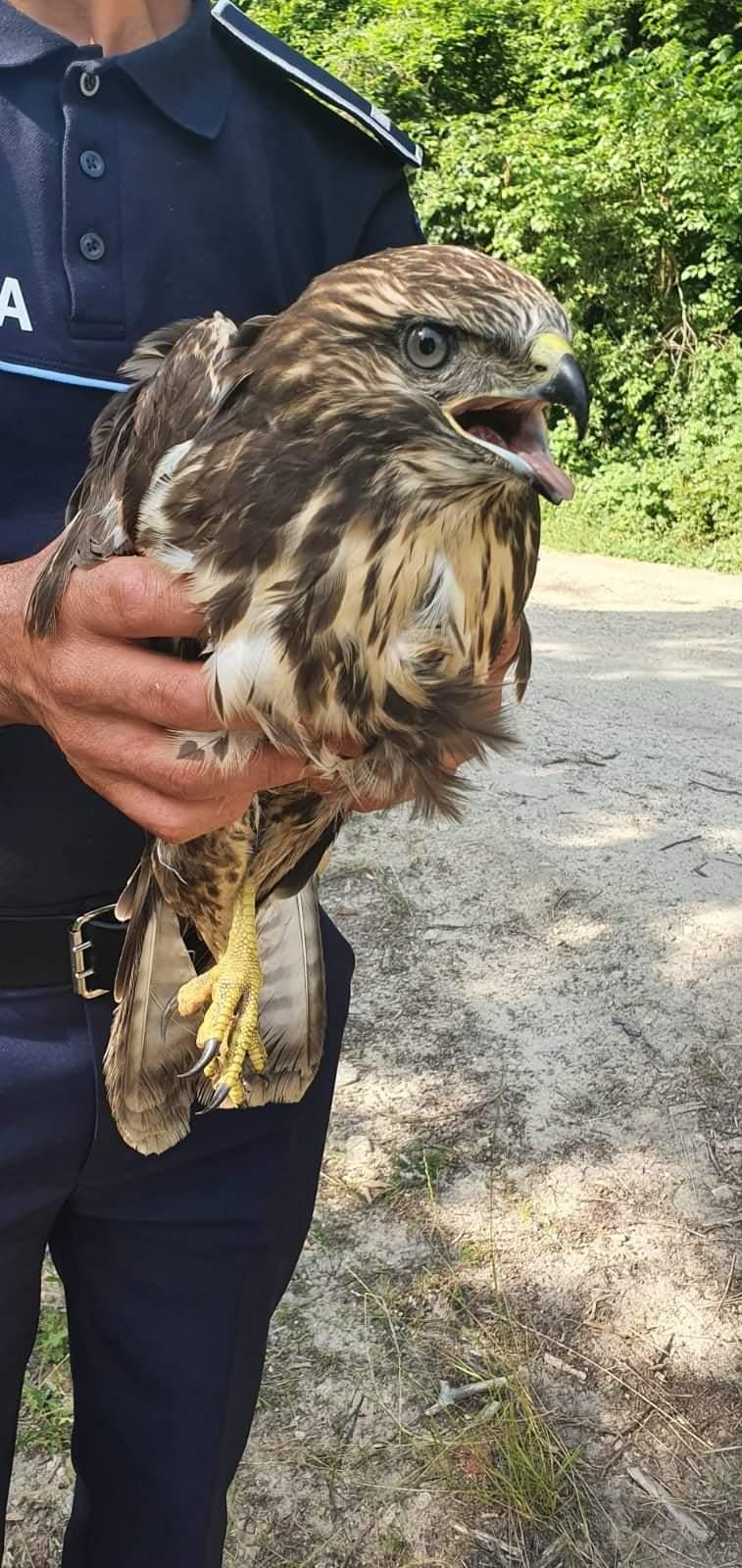 Un uliu din Mehedinți a fost salvat astăzi după ce a fost găsit rănit pe un câmp 713259