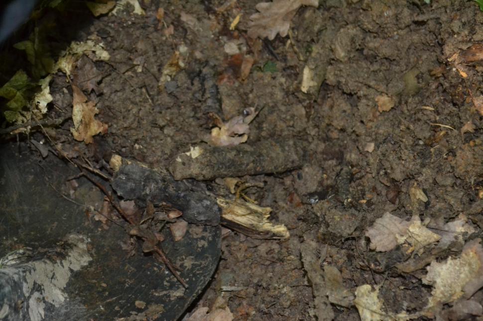 Un bărbat din Suceava căuta ciuperci, dar a găsit un adevărat arsenal  713660