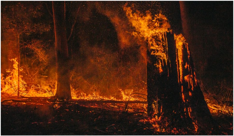 Incendii uriaşe de vegetaţie în Siberia, din cauza caniculei