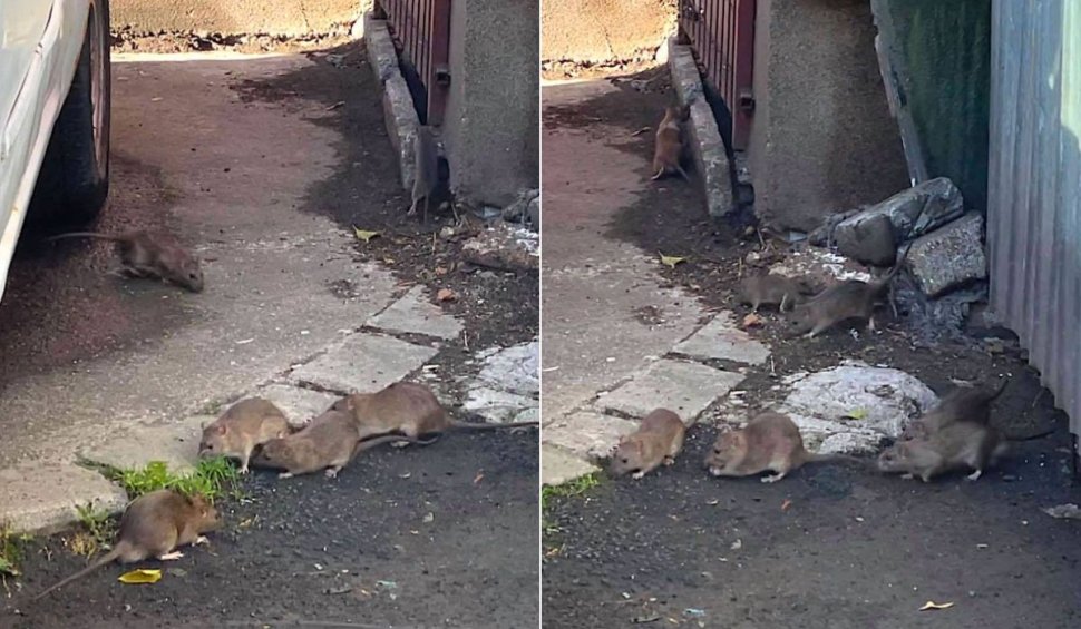 Invazie de șobolani într-un cartier din Cluj-Napoca. Rozătoarele mișună în jurul ghenei de gunoi