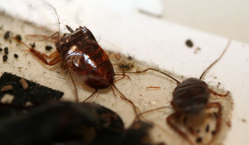 Invazie de gândaci în București. Imagini de groază cu insectele în blocuri