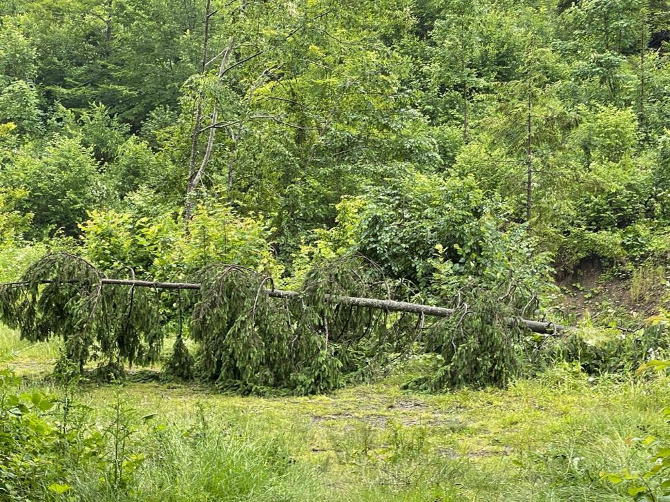 Prăpăd la Bacău după o ploaie torenţială. 7 arbori smulşi de vijelie şi zeci de gospodării inundate 714023