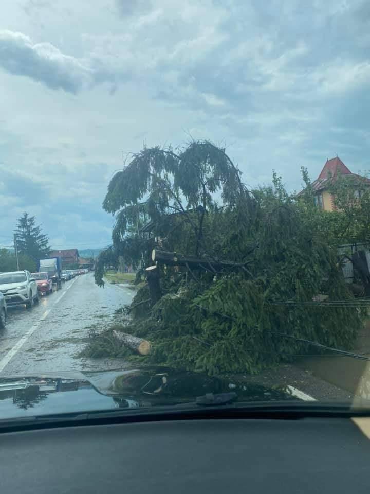 Prăpăd la Bacău după o ploaie torenţială. 7 arbori smulşi de vijelie şi zeci de gospodării inundate 714024