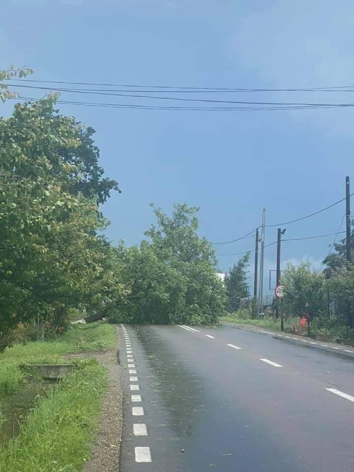 Prăpăd la Bacău după o ploaie torenţială. 7 arbori smulşi de vijelie şi zeci de gospodării inundate 714027