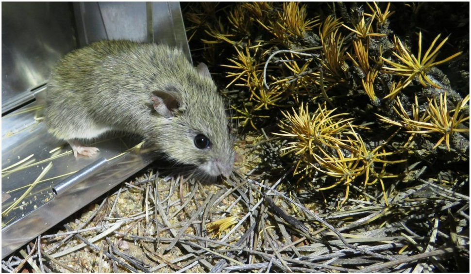 O specie de șoareci considerată dispărută de 150 de ani, a fost găsită în Australia