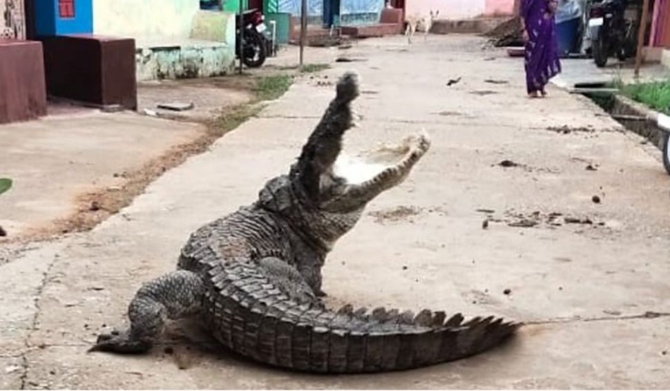 Un crocodil uriaș a ieșit din râu și a pornit la plimbare pe străzile unui sat din statul indian Karnataka