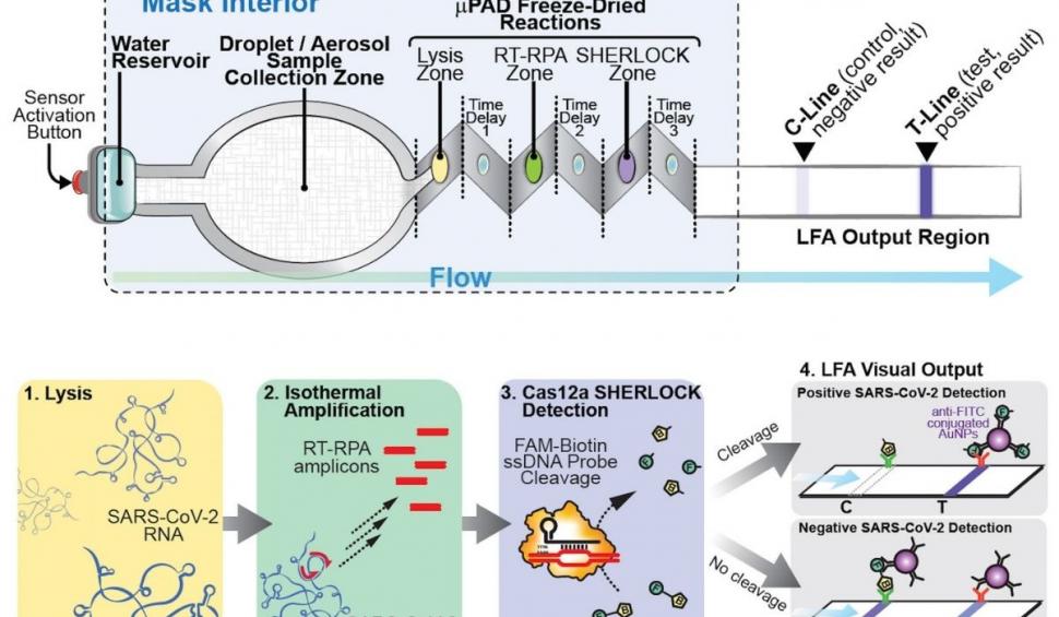 Masca dotată cu senzori speciali care detectează coronavirusul în 90 de minute. O nouă creație Harvard și MIT 714763
