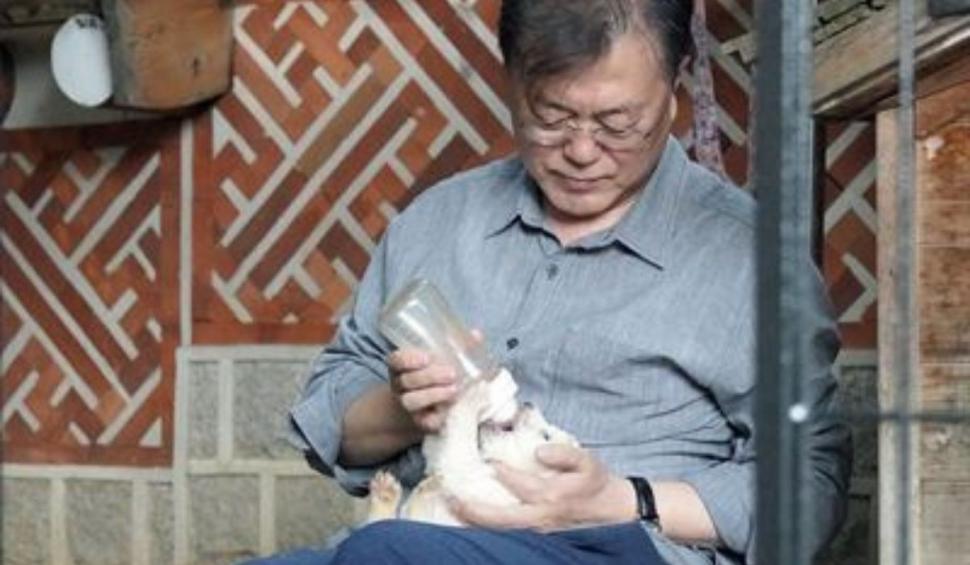 Cățelușa oferită de Kim Jong-un omologului său din Coreea de Sud a născut 7 pui 714830