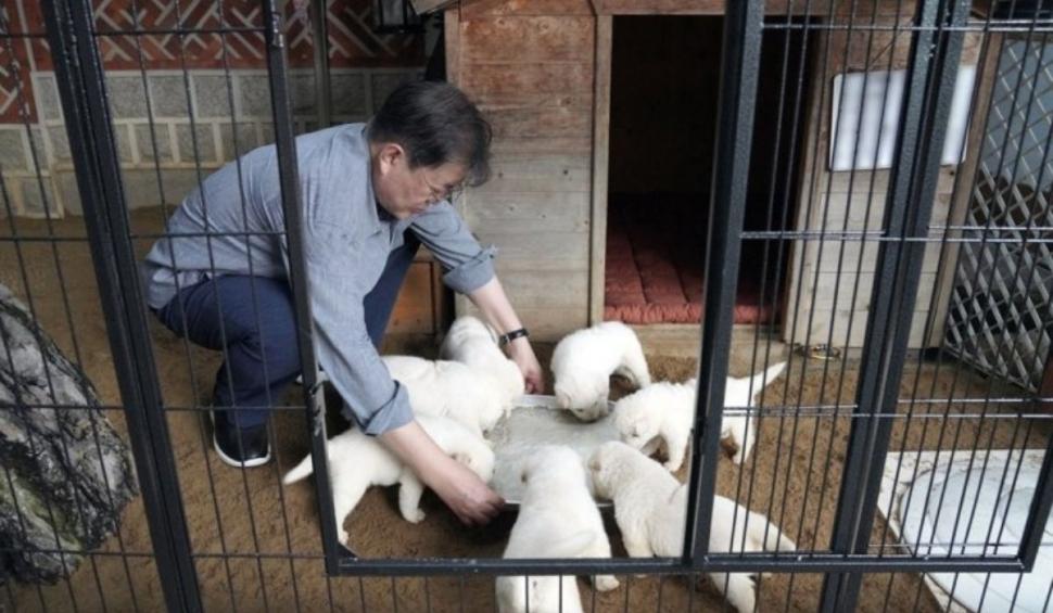 Cățelușa oferită de Kim Jong-un omologului său din Coreea de Sud a născut 7 pui 714831