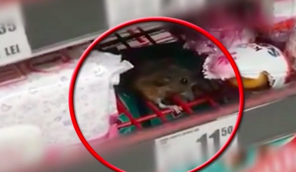 Șoarece, filmat în timp ce mănâncă ciocolată pentru copii, pe raftul unui hypermarket din Cluj