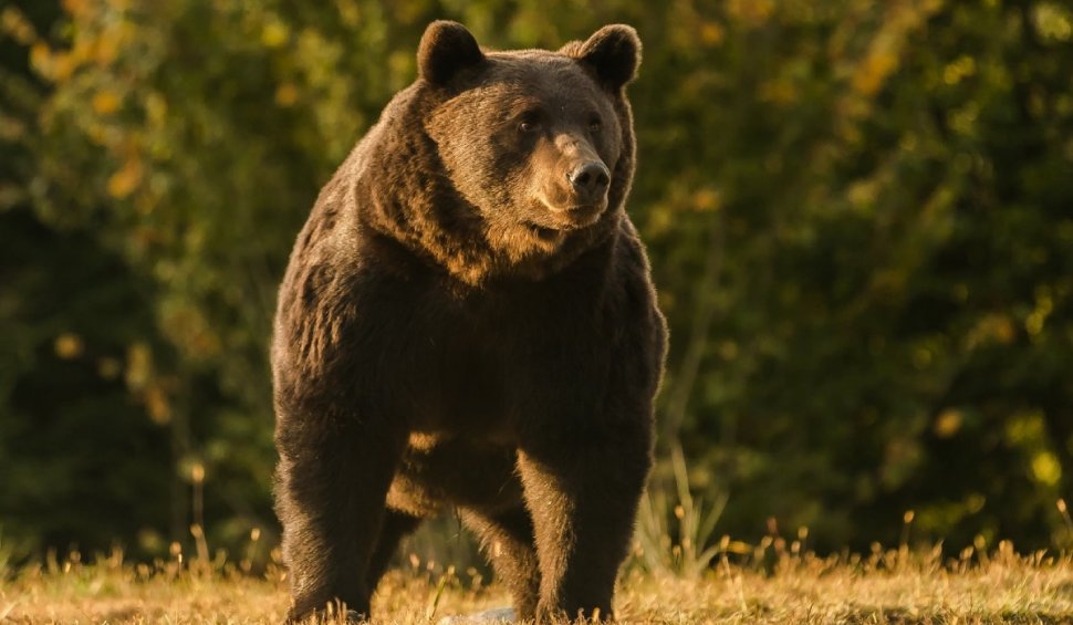 Mesaj RO Alert: Un urs a apărut pe Transfăgărășan