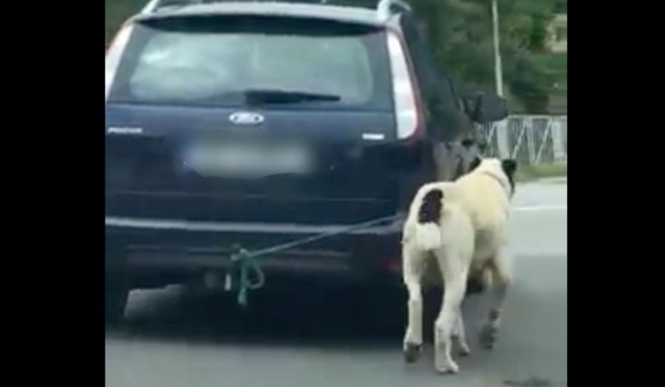 Un bărbat din județul Sibiu care și-a condus mașina cu un câine legat de cârlig, sancționat cu o amendă infimă