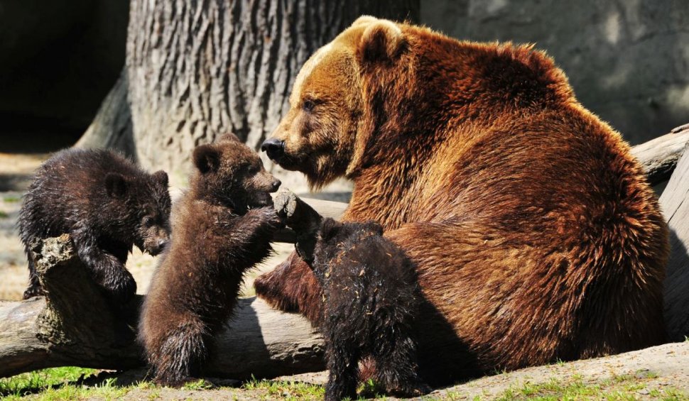 OUG: Urșii agresivi vor putea fi împușcați sau eutanasiați. Comisia Europeană, implicată în problema urșilor din România