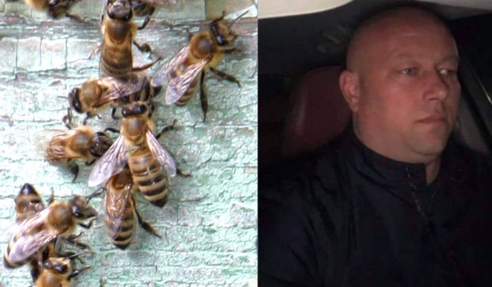 Fiul unui fost primar din județul Iași a murit după ce a fost înțepat de o albină