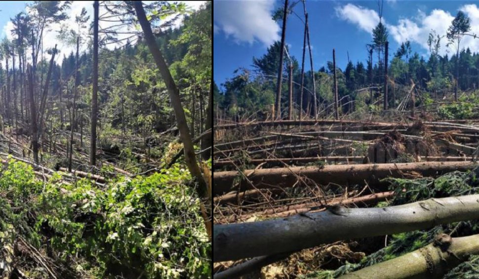 Un ciclon extrem de rar a distrus în masă 14 hectare de pădure veche de aproximativ 60 de ani la Poiana Micului