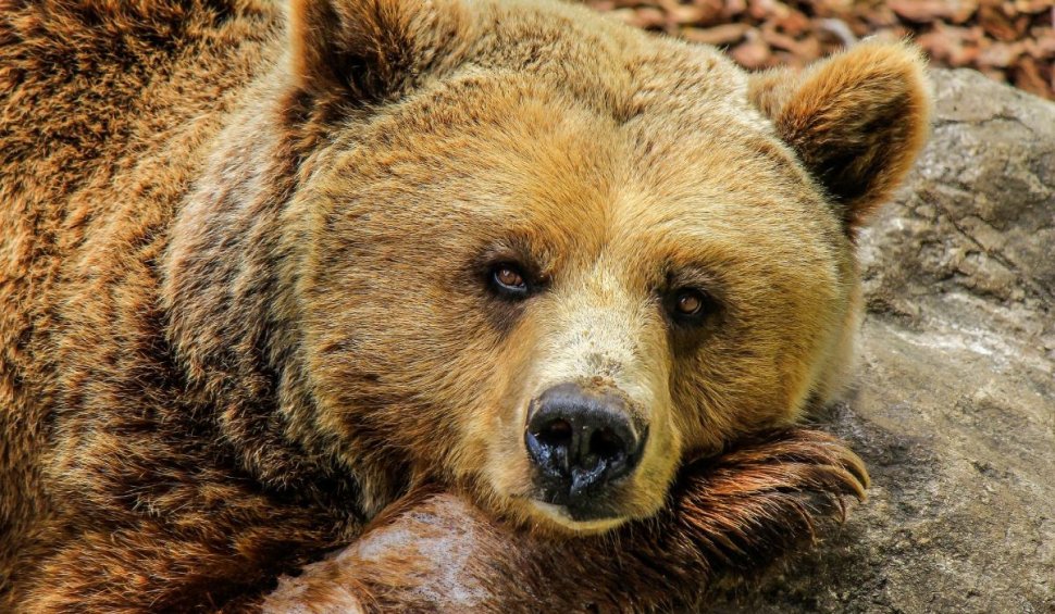 Costul salvării unui bărbat atacat grav de urs: Mii de euro pentru spitalizare, operații și medicamente
