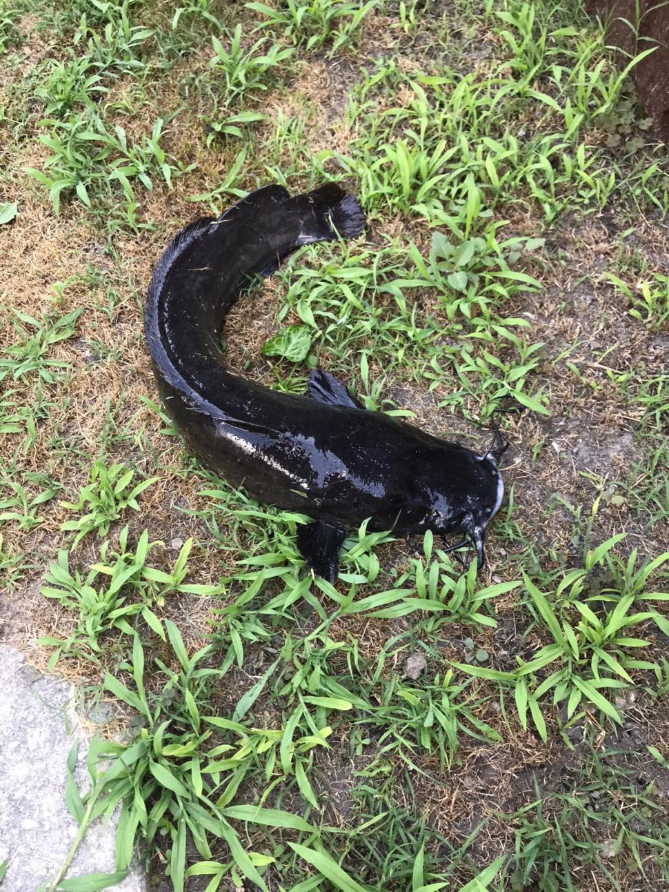 Somnul african, o specie de pește care amenință întreaga resursă piscicolă, descoperit în Deltă: ”Trebuie luate măsuri urgente” 716254