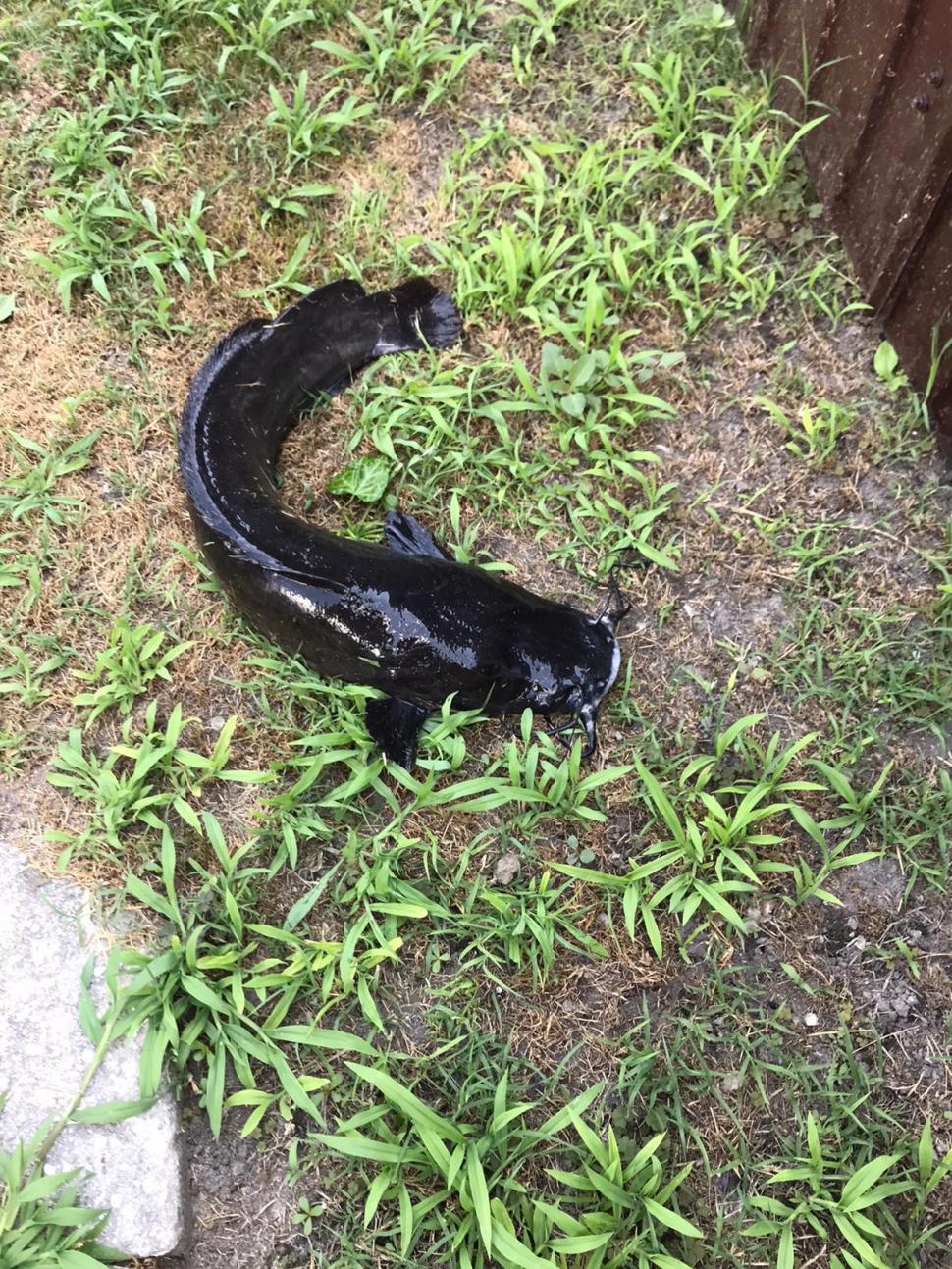 Somnul african, o specie de pește care amenință întreaga resursă piscicolă, descoperit în Deltă: ”Trebuie luate măsuri urgente” 716257