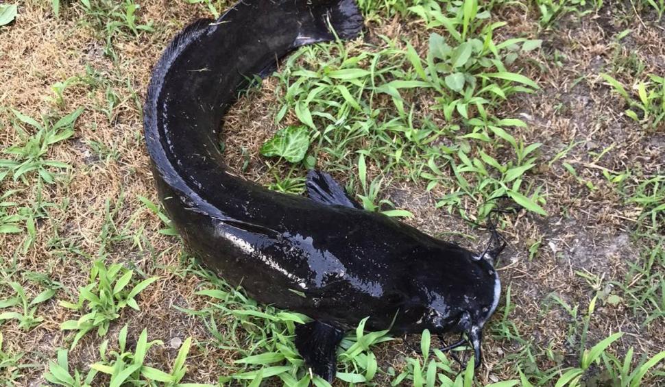 Somnul african, o specie de pește care amenință întreaga resursă piscicolă, descoperit în Deltă: ”Trebuie luate măsuri urgente” 716258