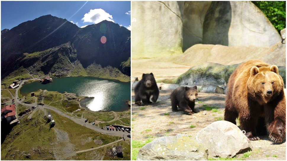 Bucureştean care hrănea urşii pe Transfăgărăşan, amendat cu 500 de lei