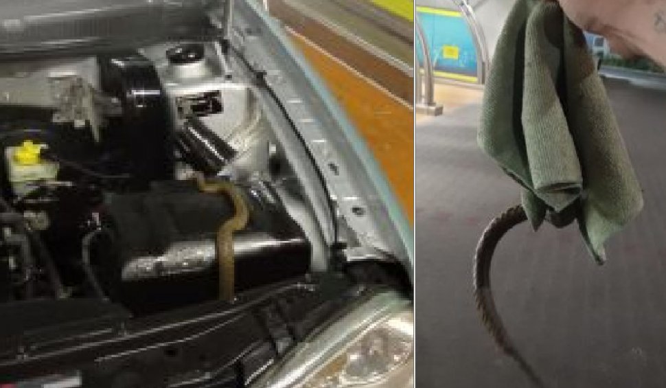 Un bărbat din Baia Mare a sunat la 112 pentru a scăpa de un şarpe ascuns sub capota maşinii sale