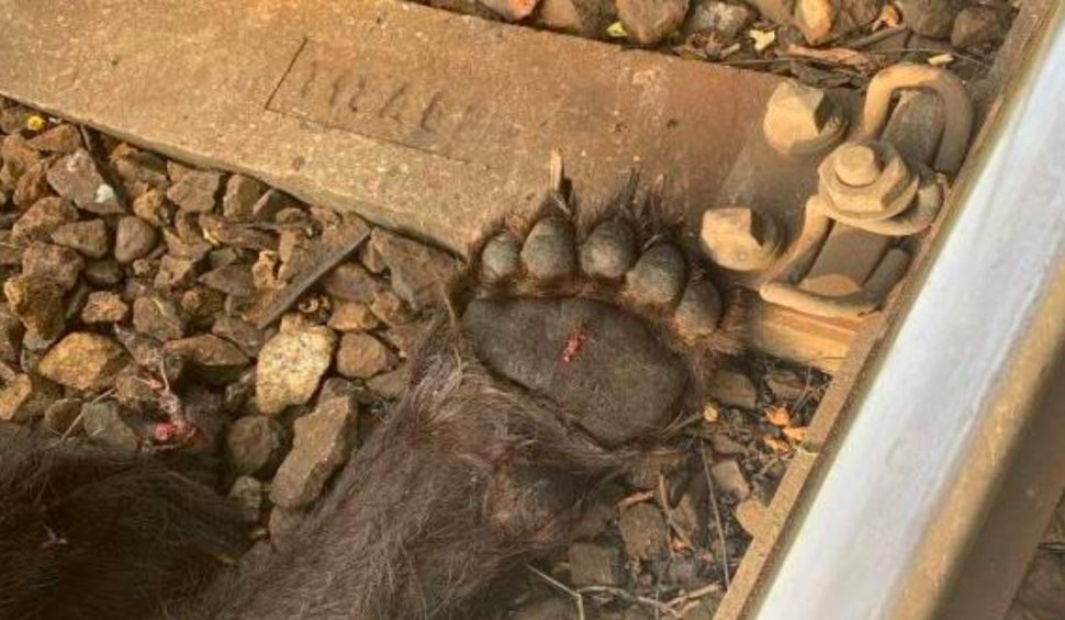 Urs lovit de tren, în Caraș-Severin. Animalul a murit pe calea ferată