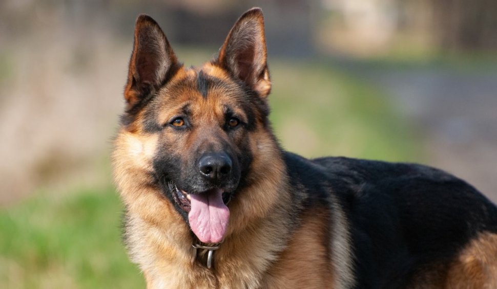 Câinii special antrenați vor detecta persoanele infectate cu SARS-CoV-2, pe aeroportul din Sibiu