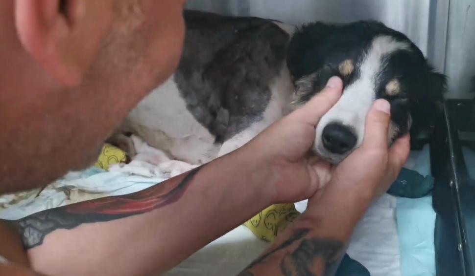 Câine târât zeci de kilometri cu excavatorul, salvat de şoferii care au blocat în trafic utilajul, în Teleorman 717219