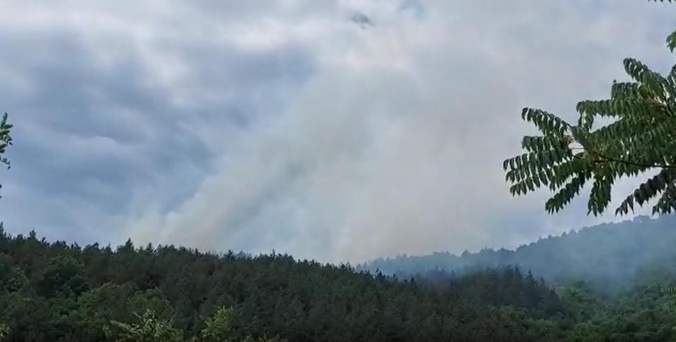 Arde pădurea de pin din Parcul Naţional Porţile de Fier! Pompierii sting flăcările cu lopata, nu se poate interveni cu apă în acea zonă 717140