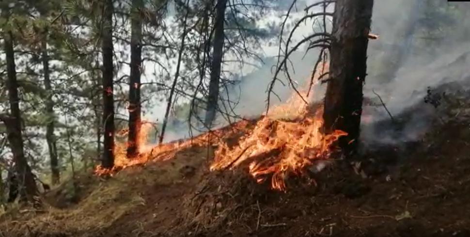 Arde pădurea de pin din Parcul Naţional Porţile de Fier! Pompierii sting flăcările cu lopata, nu se poate interveni cu apă în acea zonă 717141