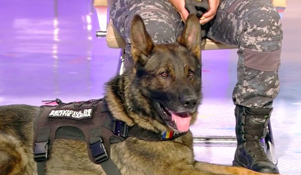 Legătura specială dintre câinii polițiști și partenerii lor: "O legătură ancestrală. Atașamentul e primordial, ne completăm unul pe altul"