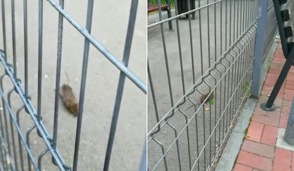 Parcul cu șobolani din Sectorul 6. Rozătoarele mișună nestingherite printre picioarele oamenilor