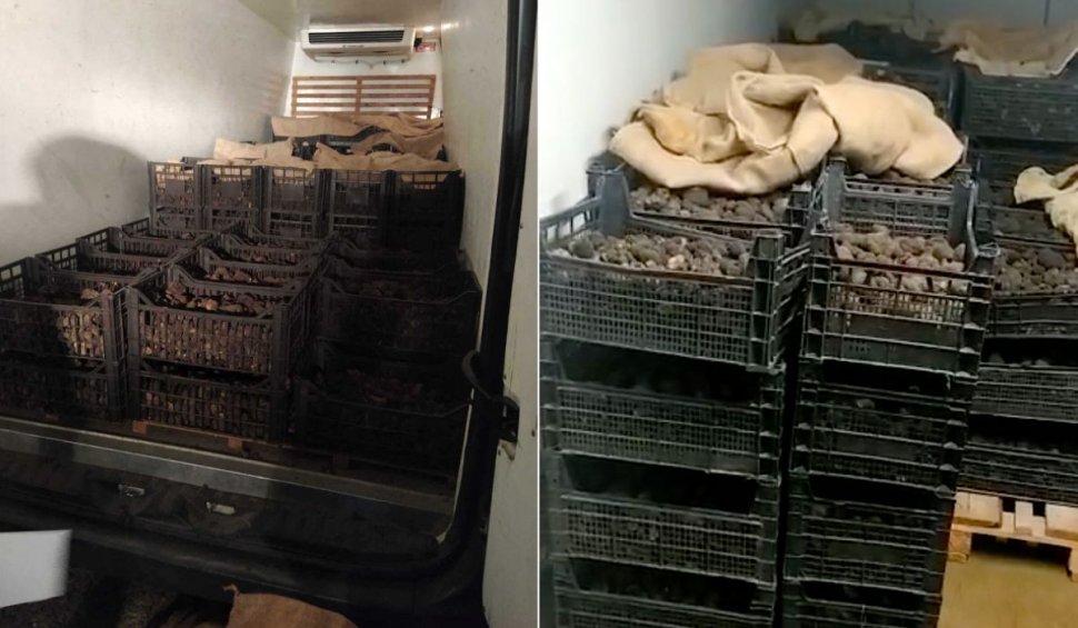 O tonă de trufe negre, în valoare de 600.000 lei, confiscată de polițiștii din Neamț din mașina unui italian