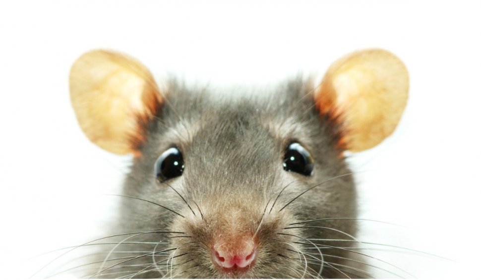 Atacul șobolanilor! O rozătoare a întrerupt o ședință a Parlamenului din Anadaluzia și i-a speriat pe politicieni