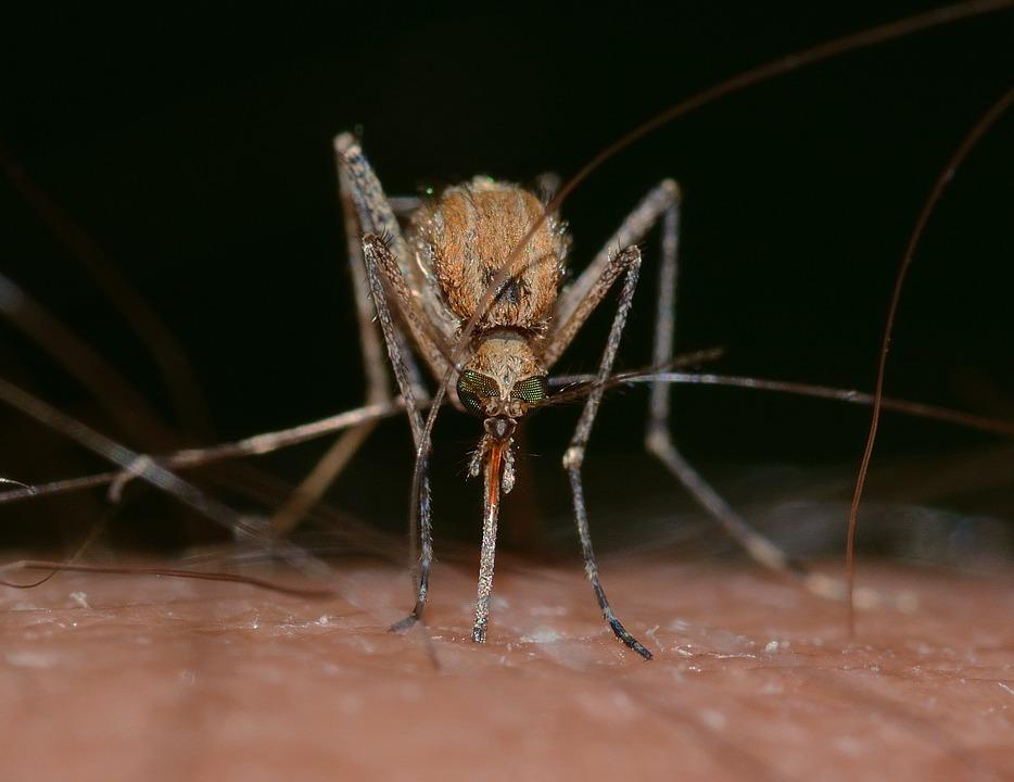 Ţânţari purtători de virus West Nile, depistaţi în Capitală. Autoritățile sunt în alertă