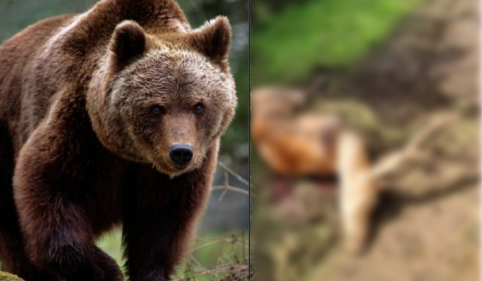 Cerb de 200 de kilograme, ucis de un urs care a pătruns în incinta unui complex de vânătoare. Autorităţile refuză evaluarea pagubelor